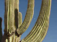 az14t.jpg (95445 bytes)