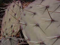 azsed12t.jpg (62412 bytes)