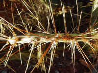 azsed14t.jpg (101768 bytes)