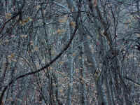 azsed32t.jpg (153050 bytes)