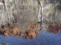 azsed41t.jpg (101252 bytes)