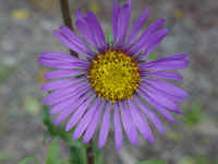 co10t.jpg (49682 bytes)