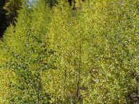 co11t.jpg (192904 bytes)