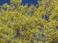 co13t.jpg (187549 bytes)