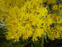 co14t.jpg (95142 bytes)