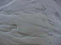 cosand08t.jpg (87058 bytes)