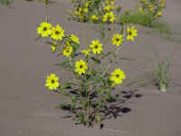 cosand11t.jpg (69739 bytes)