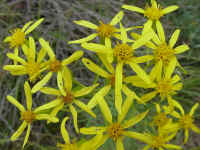 csprig24t.jpg (83353 bytes)