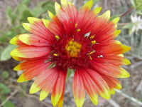 csprig25t.jpg (76975 bytes)