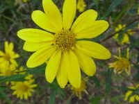 csprig26t.jpg (56486 bytes)