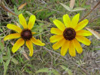 csprig27t.jpg (91301 bytes)