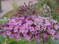 csprig28t.jpg (79895 bytes)