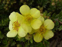 csprig29t.jpg (51274 bytes)