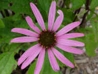 csprig30t.jpg (62654 bytes)