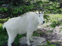 glacp13t.jpg (118739 bytes)