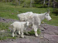 glacp17t.jpg (90458 bytes)