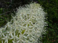 glacpb04t.jpg (86237 bytes)