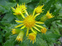 glacpb16t.jpg (69025 bytes)