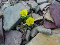 glacpb21t.jpg (89712 bytes)