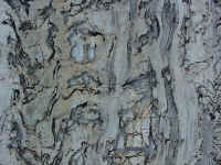 glacpb27t.jpg (120944 bytes)