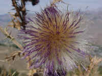 idsv02t.jpg (87445 bytes)