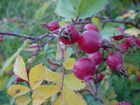 idsv08t.jpg (63640 bytes)