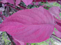 idsv09t.jpg (75246 bytes)