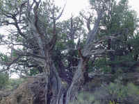 mverda12t.jpg (135382 bytes)