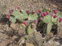 mverda16t.jpg (142685 bytes)