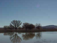 nm06t.jpg (36241 bytes)