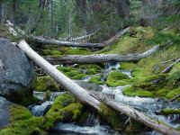 ors01t.jpg (129024 bytes)