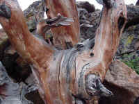 rockm03t.jpg (118071 bytes)