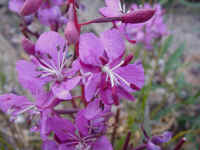 rockm09t.jpg (64029 bytes)