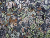 rockm13t.jpg (140960 bytes)