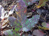 ut01t.jpg (101790 bytes)